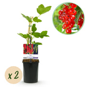Green boutiQ - Obstpflanze - Johannisbeere - Ribes rubrum Jonkheer van Tets - Rote Johannisbeere - 2 Pflanzen - Topf 11 cm Höhe 40 cm