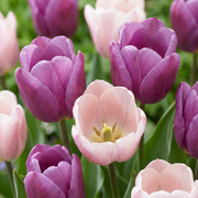 48x Tulipa Macron mix - Flower bulbs - Tulip Macron mix - Miscellaneous - Spring bloomer - Bulb size 11/12