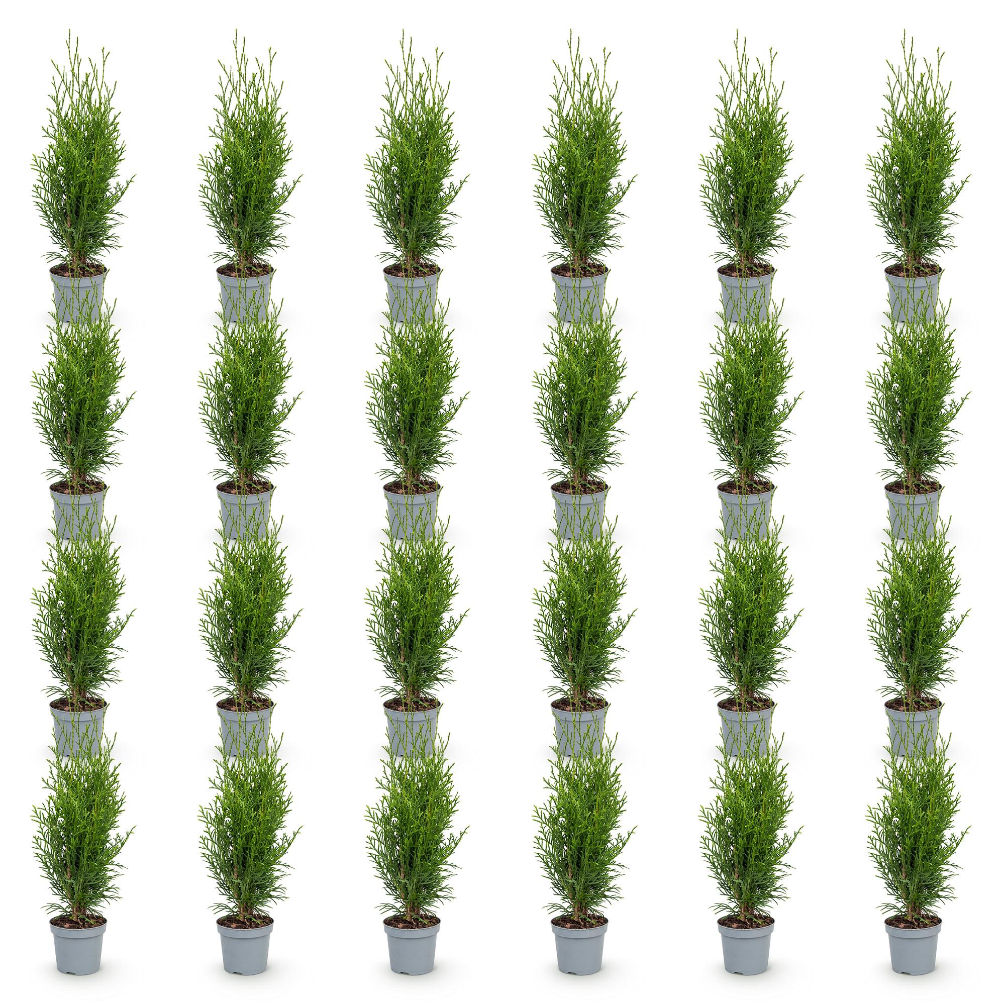 Thuja occidentalis Smaragd - Levensboom - 24x - Haagplanten - Groenblijvend - Groen - Pot 9cm - Hoogte 20-30cm
