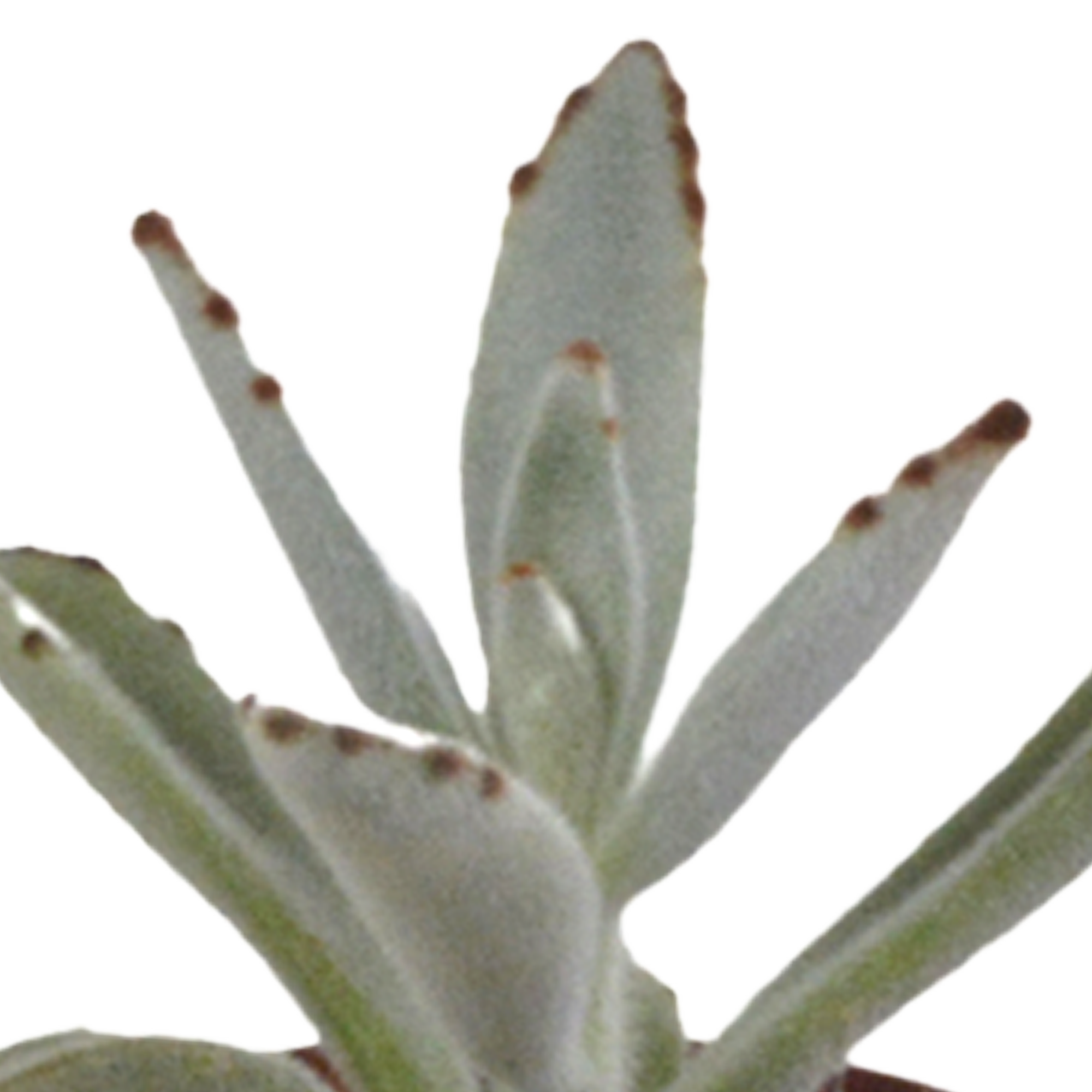 Succulent mix 5.5 cm - 5x - without pot