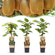 Actinidia Weiki & Hayward - Kiwiplant - 1 Mannelijke - 2 Vrouwelijke - Planten - Groen - Pot 15cm - Hoogte 50cm