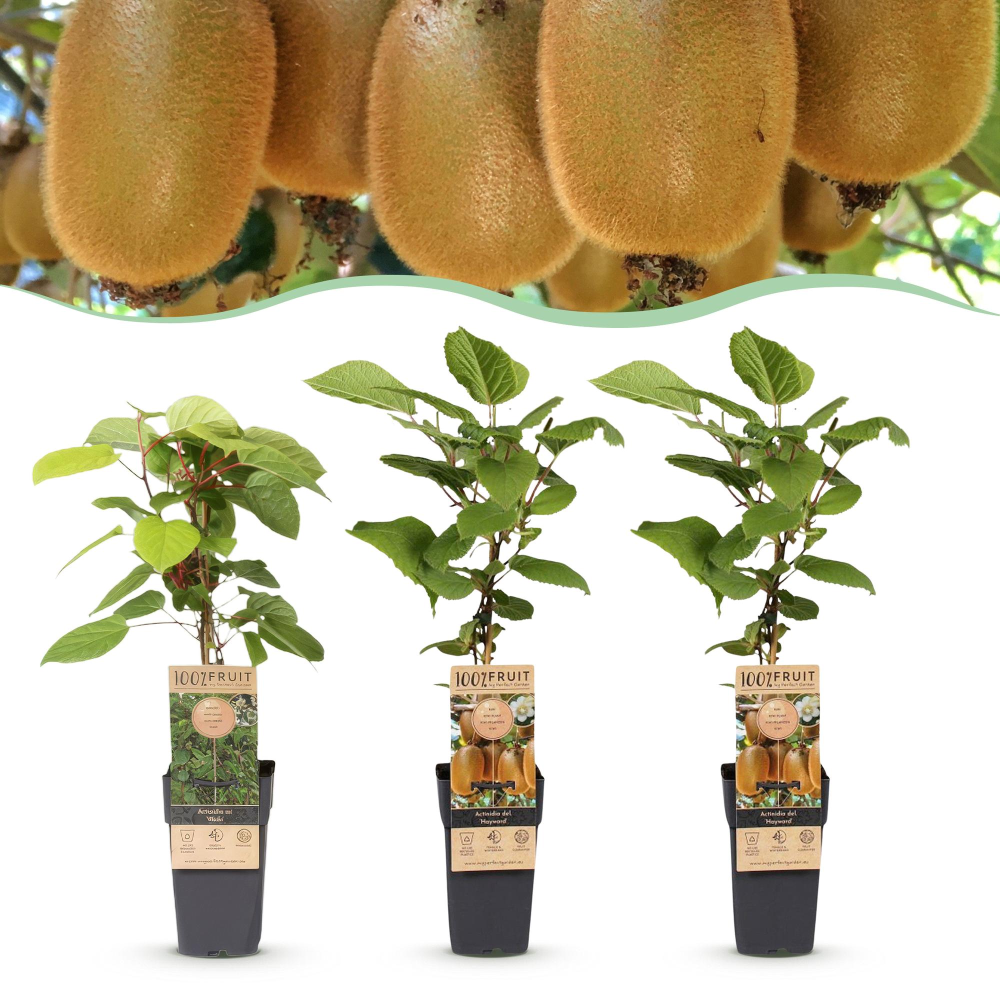 Actinidia Weiki & Hayward - Kiwiplant - 1 Mannelijke - 2 Vrouwelijke - Planten - Groen - Pot 15cm - Hoogte 50cm