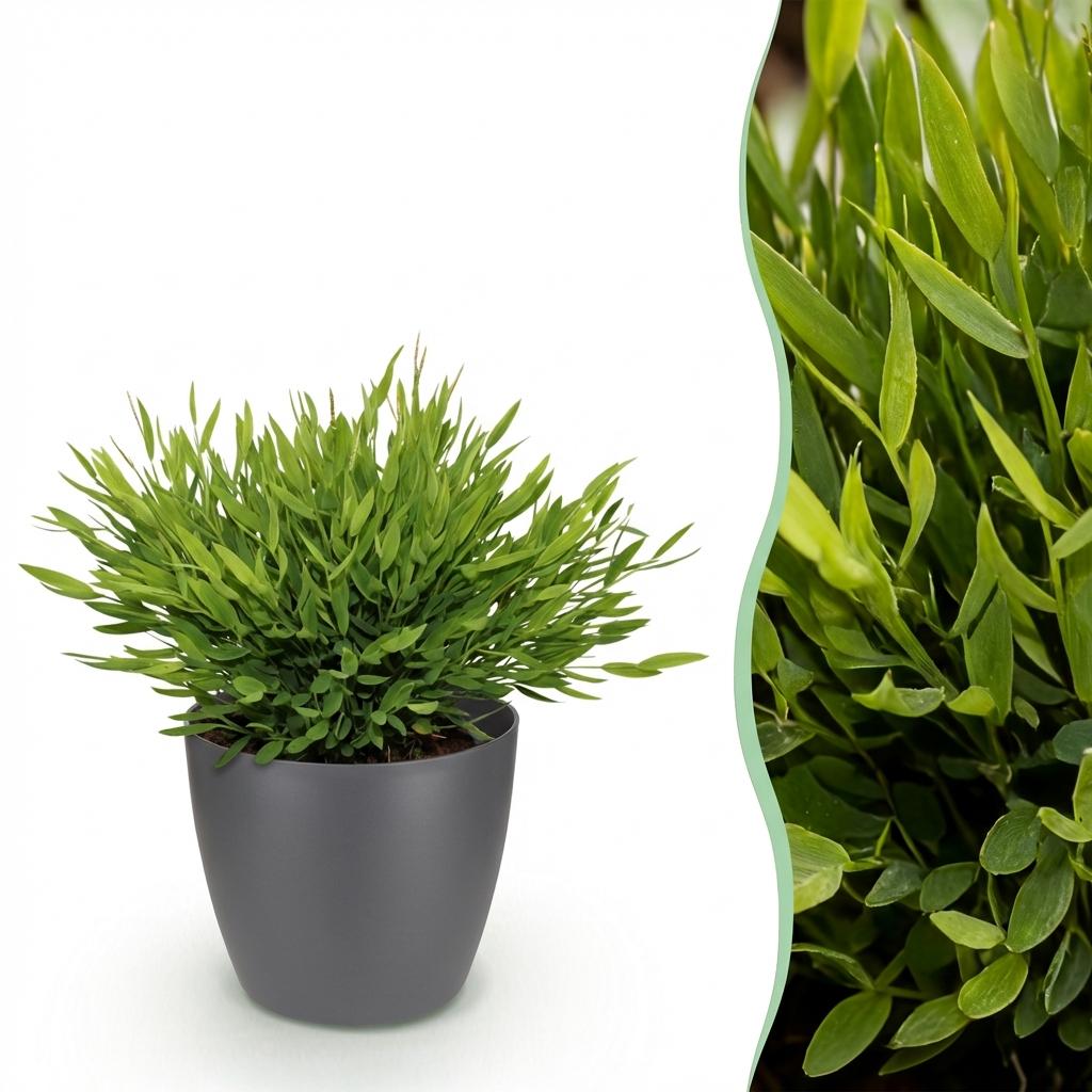 Bamusa Pogonatherum Monica - Kamerbamboe - Huisdiervriendelijke Plant - Groen - 1 Plant - met Potter Grijs - Pot 12cm - Hoogte 20cm