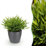 Bamusa Pogonatherum Monica - Kamerbamboe - Huisdiervriendelijke Plant - Groen - 1 Plant - met Potter Grijs - Pot 12cm - Hoogte 20cm