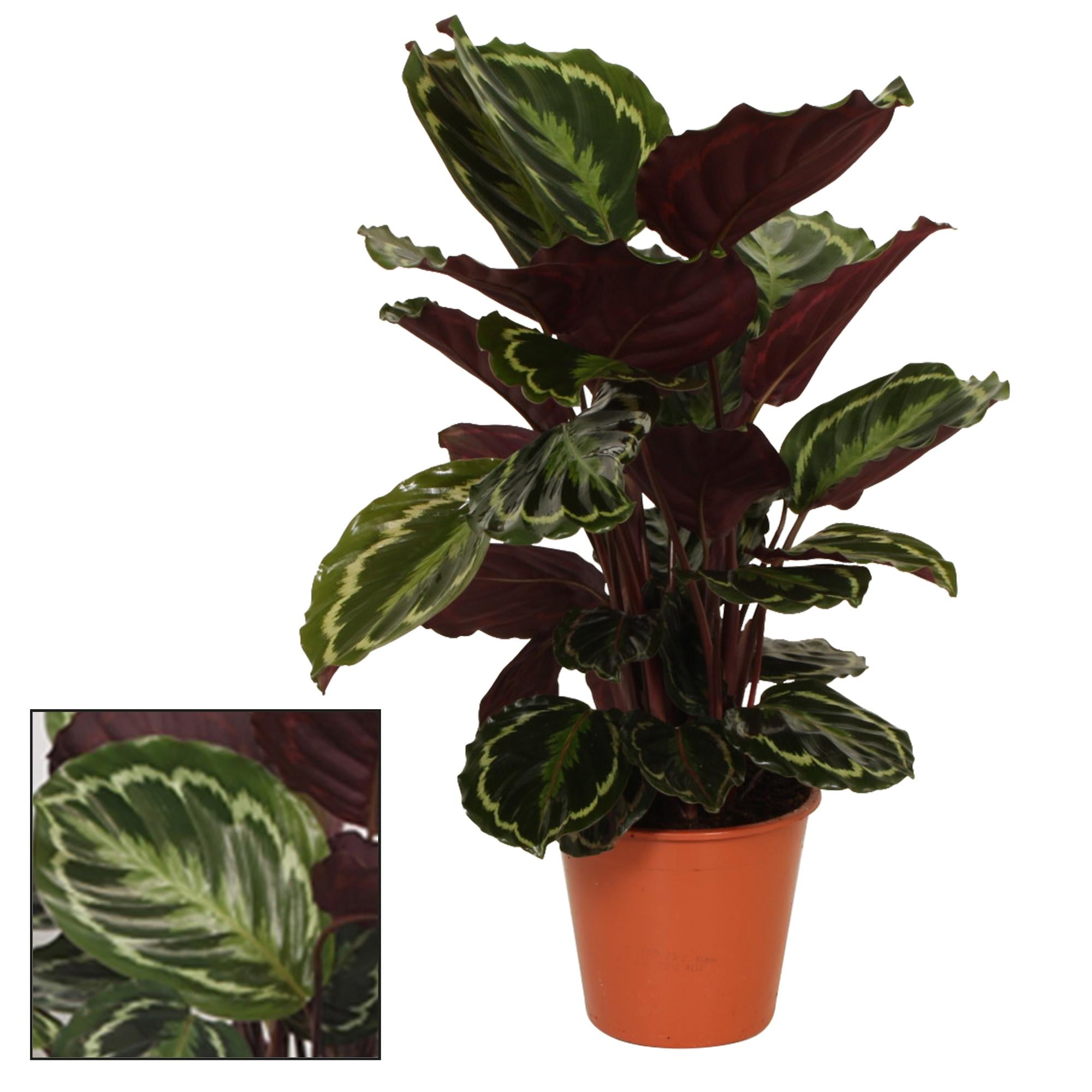 Calathea-Medaillon – Ø 19 cm – ↕ 75 cm