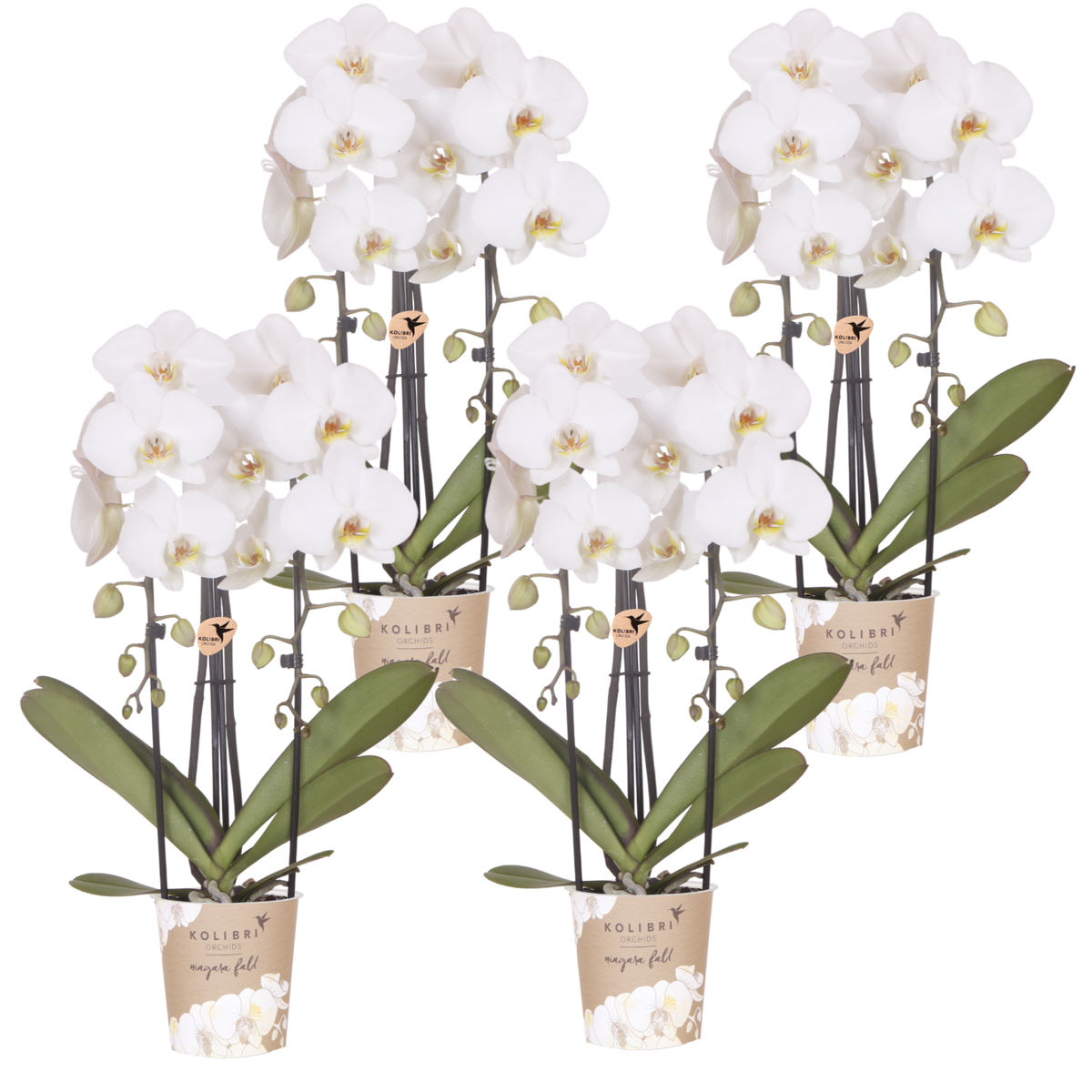 Kolibri Orchids | Combi Deal - 4 Witte Phalaenopsis Orchideeën Niagara Fall White - Ø12 cm
