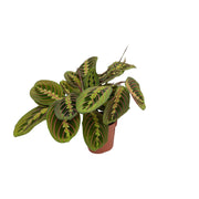 Fascinator Maranta (Arrowroot) - Ø12cm - ↕20cm