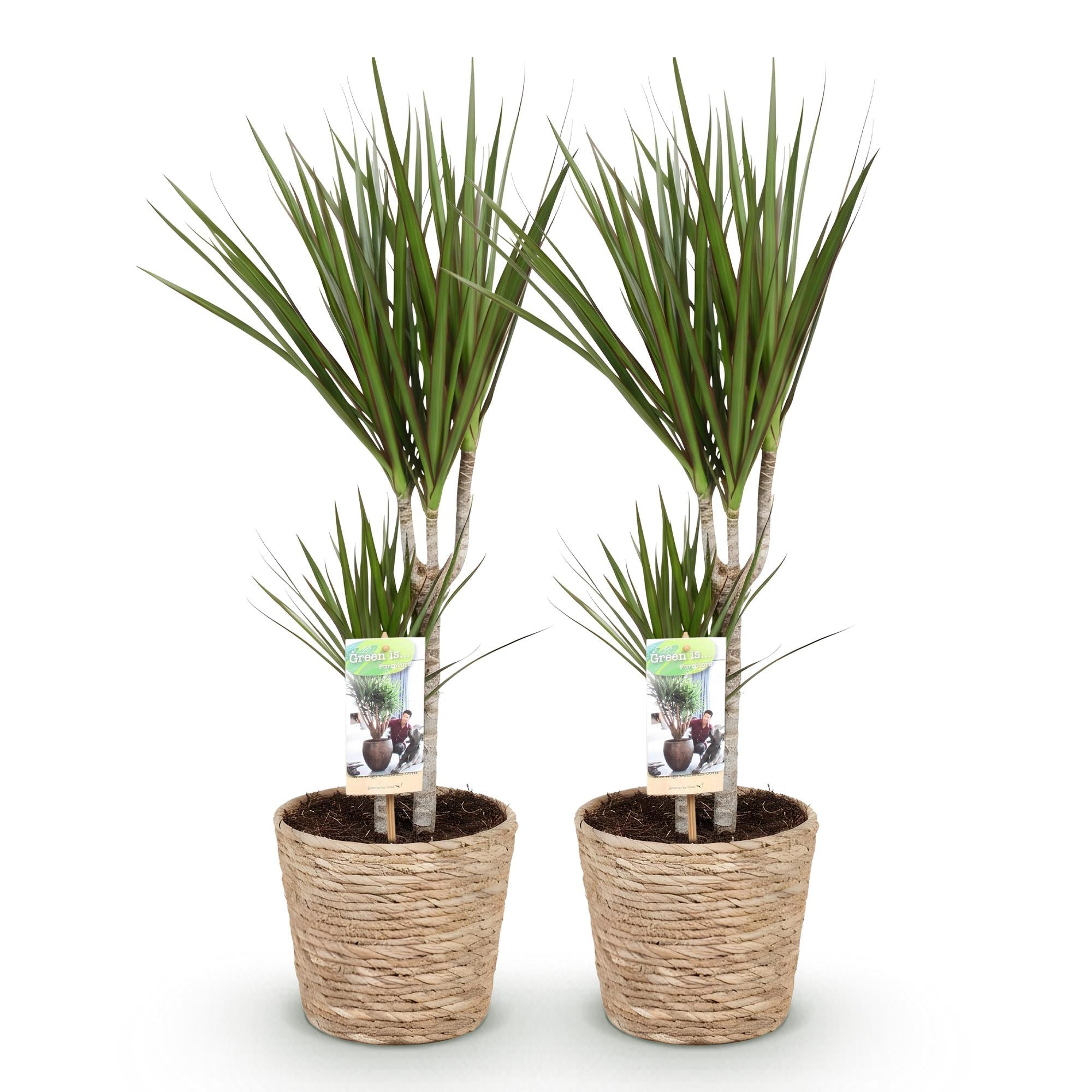 Dracaena Marginata - Drakenbloedboom - Weinig onderhoud - met mand - Groen - 2 Planten - Pot 17cm - Hoogte 70-80cm