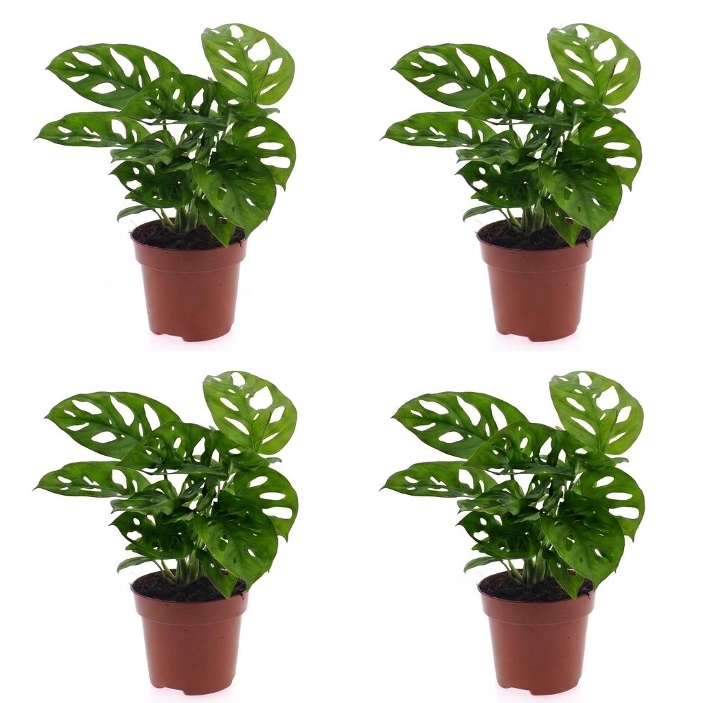 Monstera Adansonii - Rhaphidophora Tetrasperma - 4x - Pot 12cm - Hoogte - 25cm