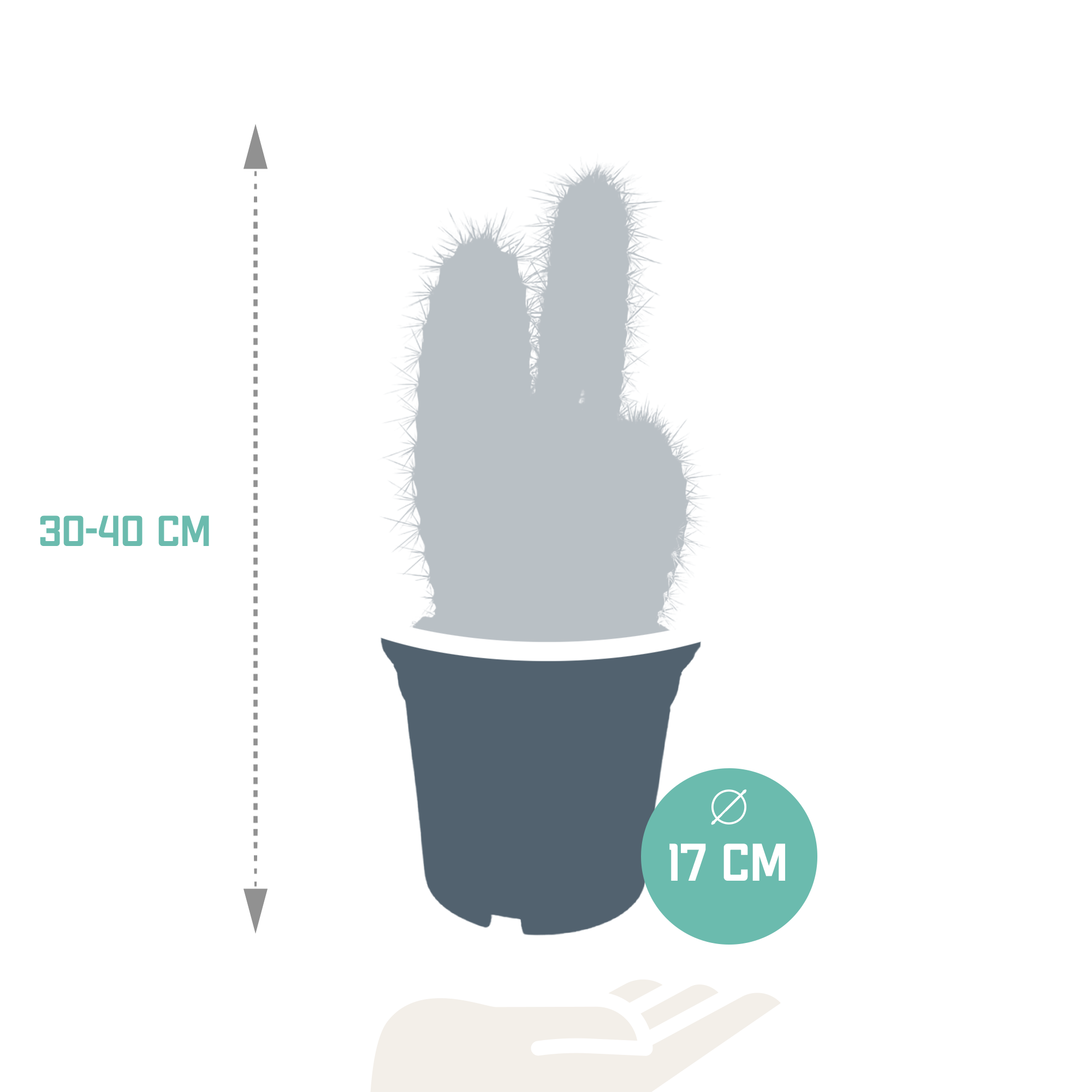 Pilosocereus azureus - - - 17cm