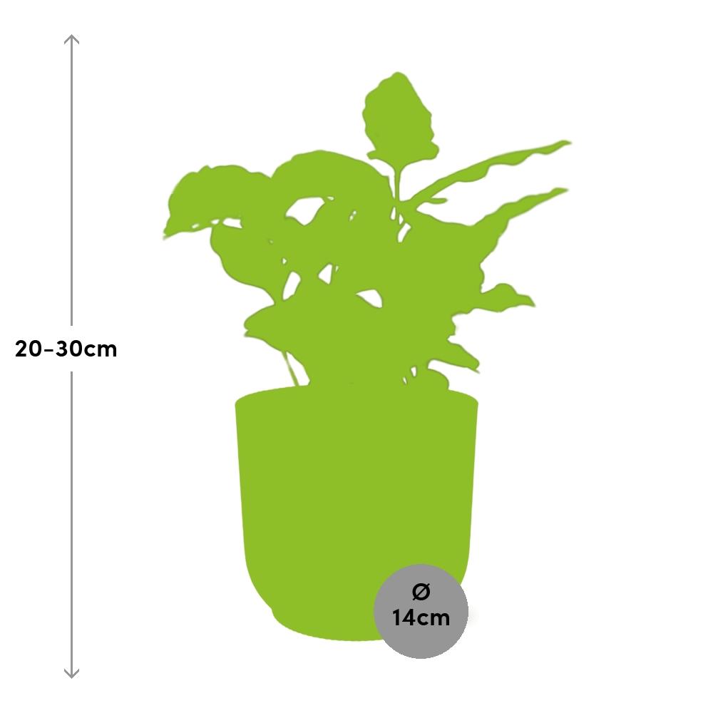 Café Arabica ELHO Vibes Fold 14cm jaune