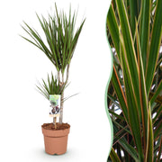 Dracaena Marginata - Drakenbloedboom - Weinig onderhoud - Groen - 1 Plant - Pot 17cm - Hoogte 70-80cm