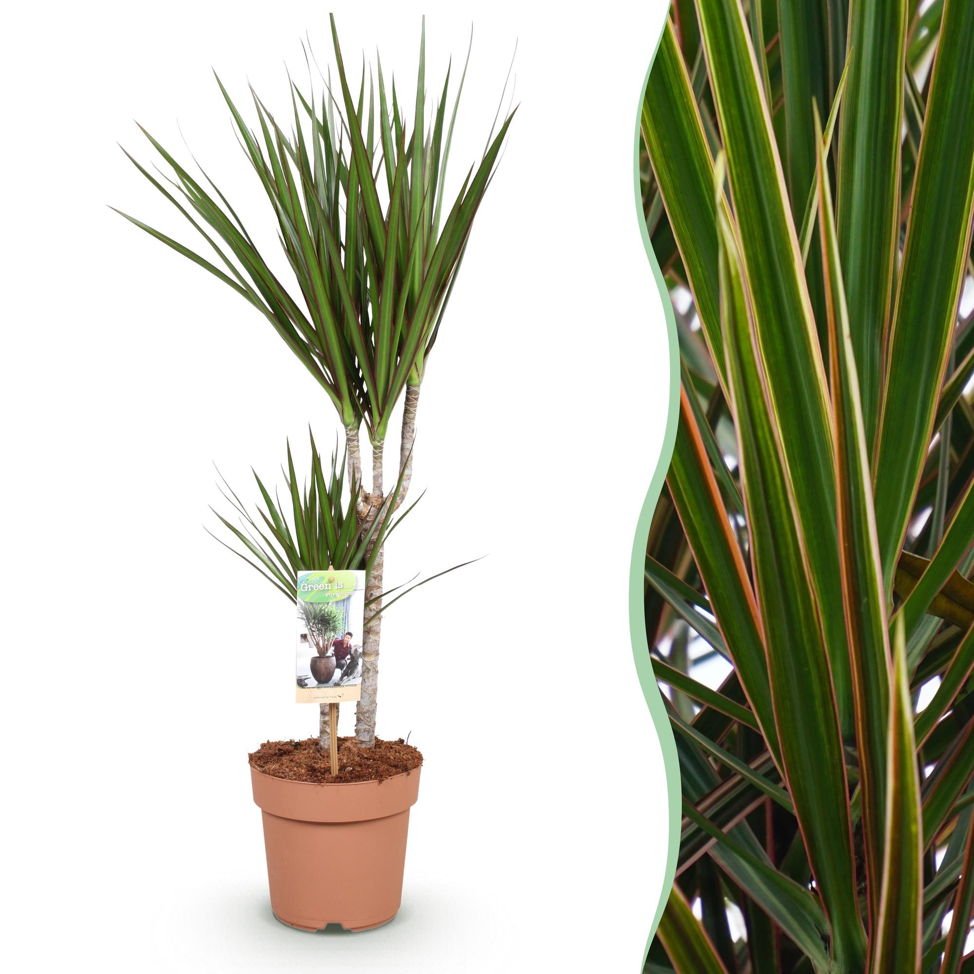Dracaena Marginata - Drakenbloedboom - Weinig onderhoud - Groen - 1 Plant - Pot 17cm - Hoogte 70-80cm