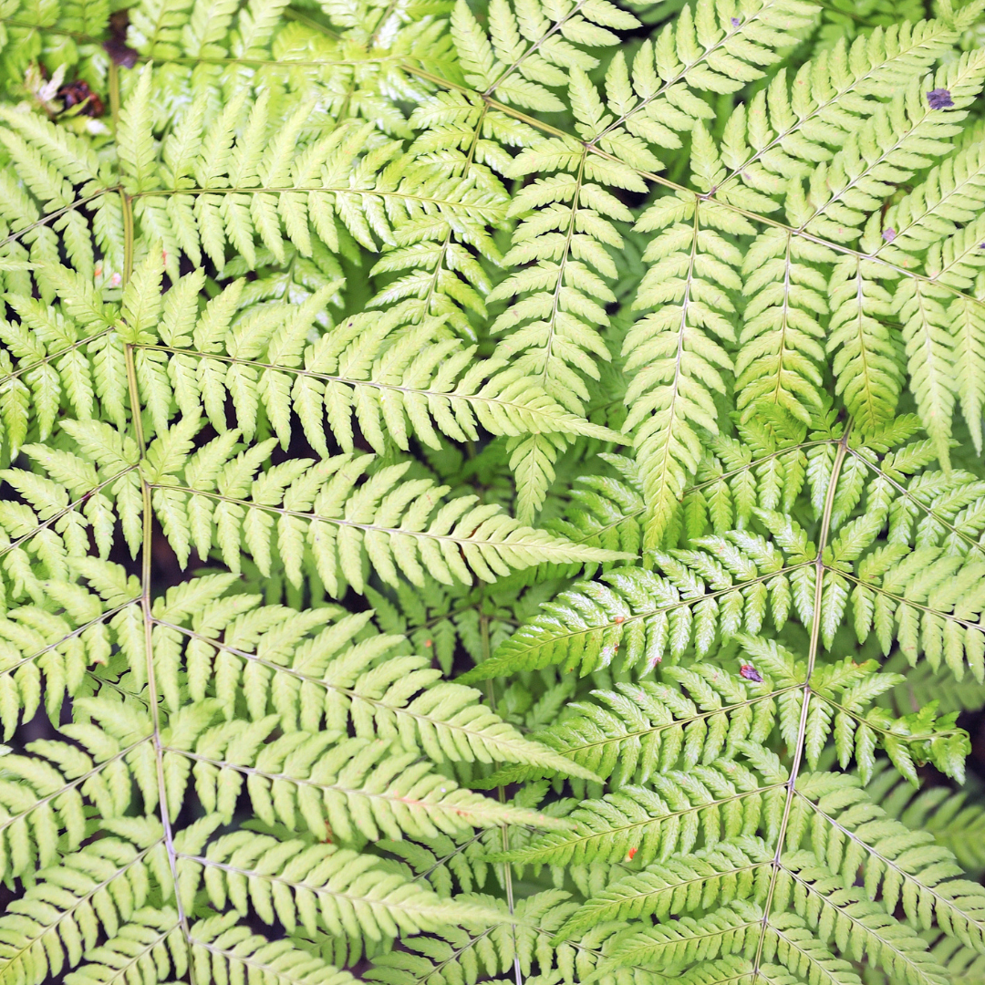 12x Dryopteris filix-mas - ↕10-25cm - Ø9cm