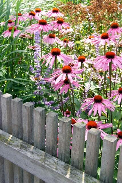 12x Echinacea p. 'Magnus' - ↕10-25cm - Ø9cm