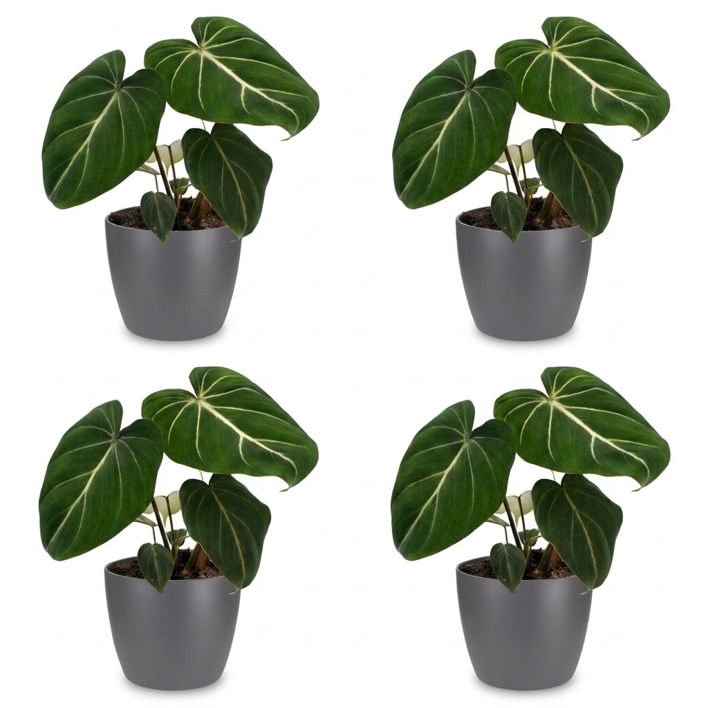 Philodendron Gloriosum - Glorie Philodendron - 4x - met Potter Grijs - Pot 12cm - Hoogte - 25cm