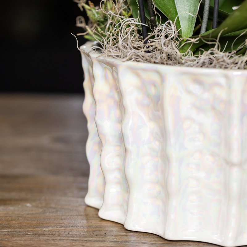 Kolibri Orchids | White Jungle Bouquet Mineral Amabilis in Oyster Dish