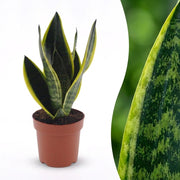 Sansevieria Future Superb - Wężownica - doniczka 12 cm - wysokość - 35 cm