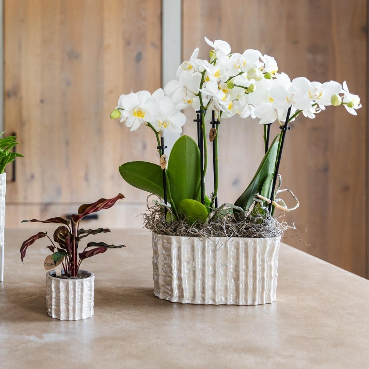 Kolibri Home | Oyster Twin sierpot - Ø18 cm