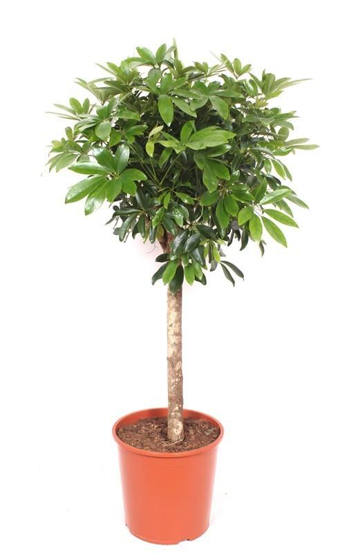 Schefflera  op stam - 150 cm