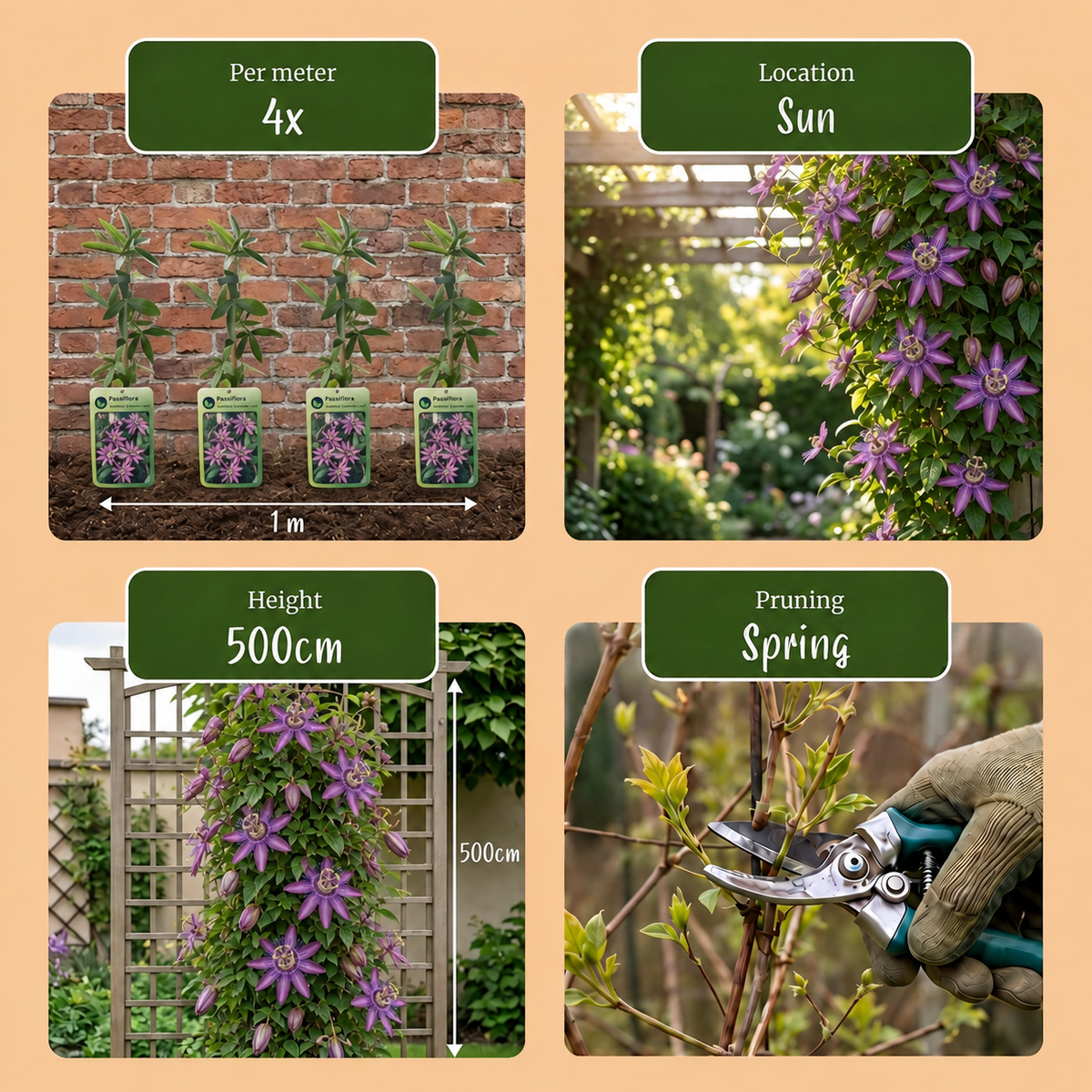Passiflora Lavendel Dame - Passiflora Lavender Lady 6x - Paars - Klimplant - Ø9cm - ↕35cm