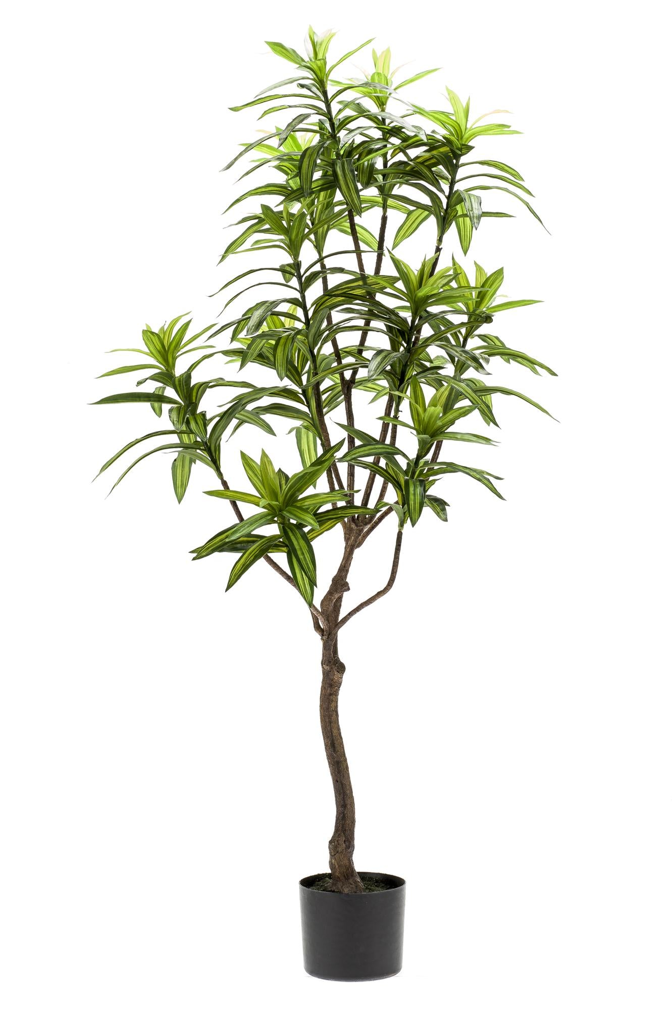 Pianta artificiale - Dracaena - Albero del drago - 130 cm