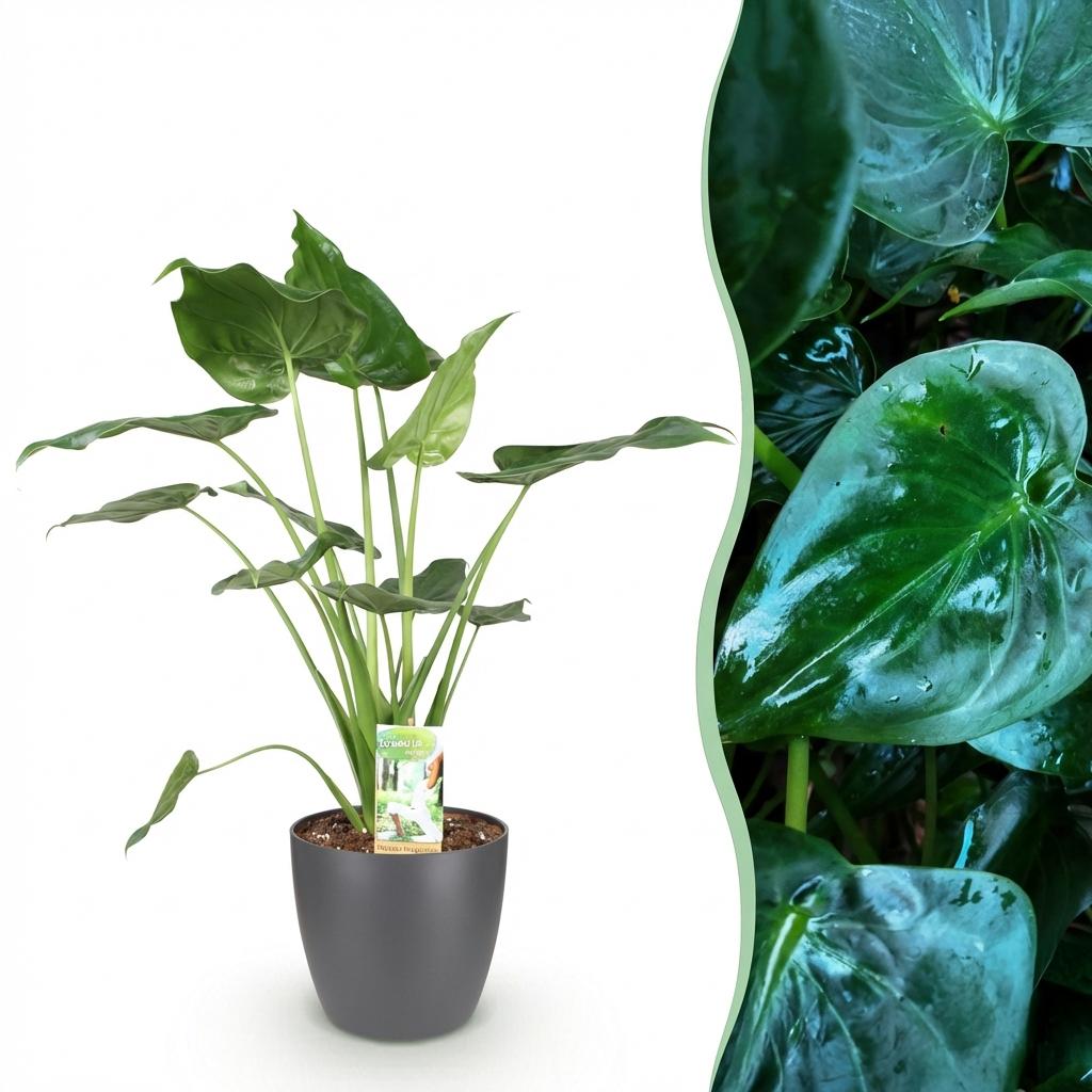 Alocasia Cucullata - Olifantsoor - met Potter Grijs - Pot 21cm - Hoogte 65-70cm