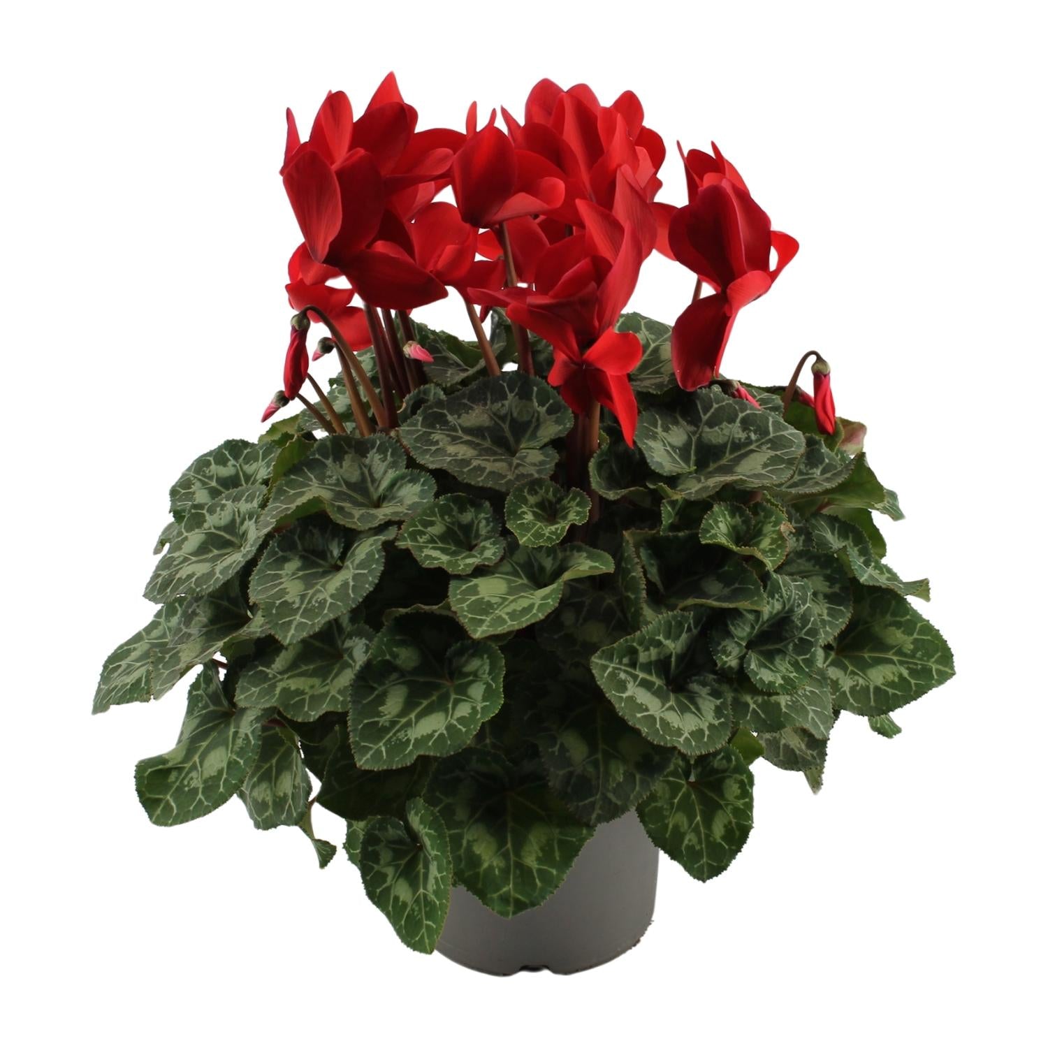 Cyclamen rouge - Ø17cm - ↕40cm