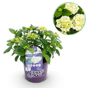 Green boutiQ - Pianta da patio - Ortensia - Hydrangea Forever & Ever - Bianca - 7-12 fiori - Vaso 23 cm Altezza 55 cm