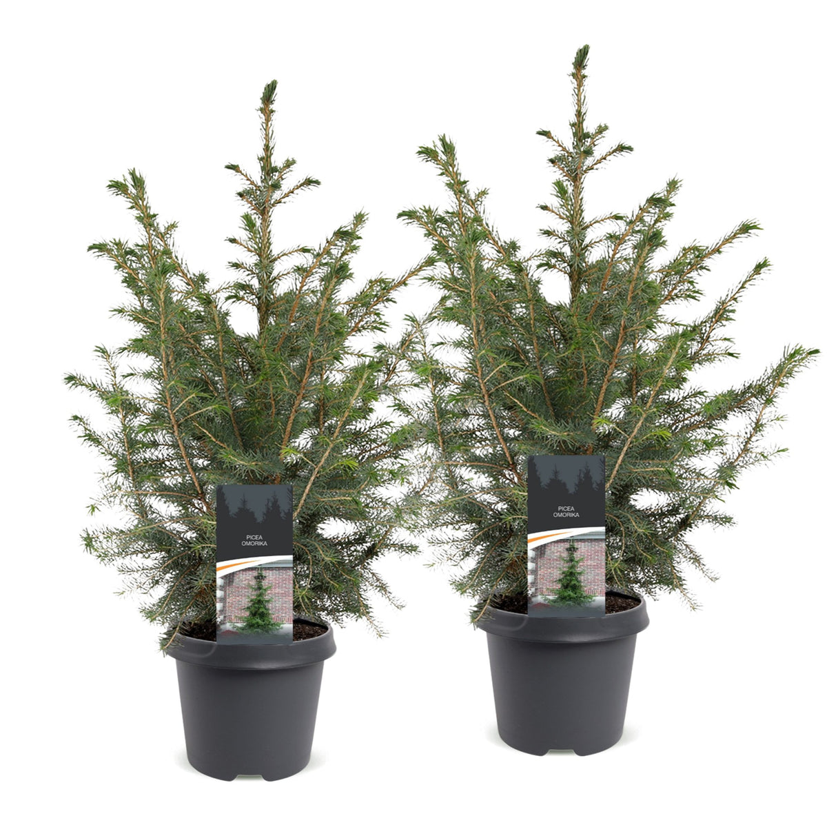 Picea omorika - 2x Servische spar - Groen - Kerstboom - Ø23cm - ↕70cm