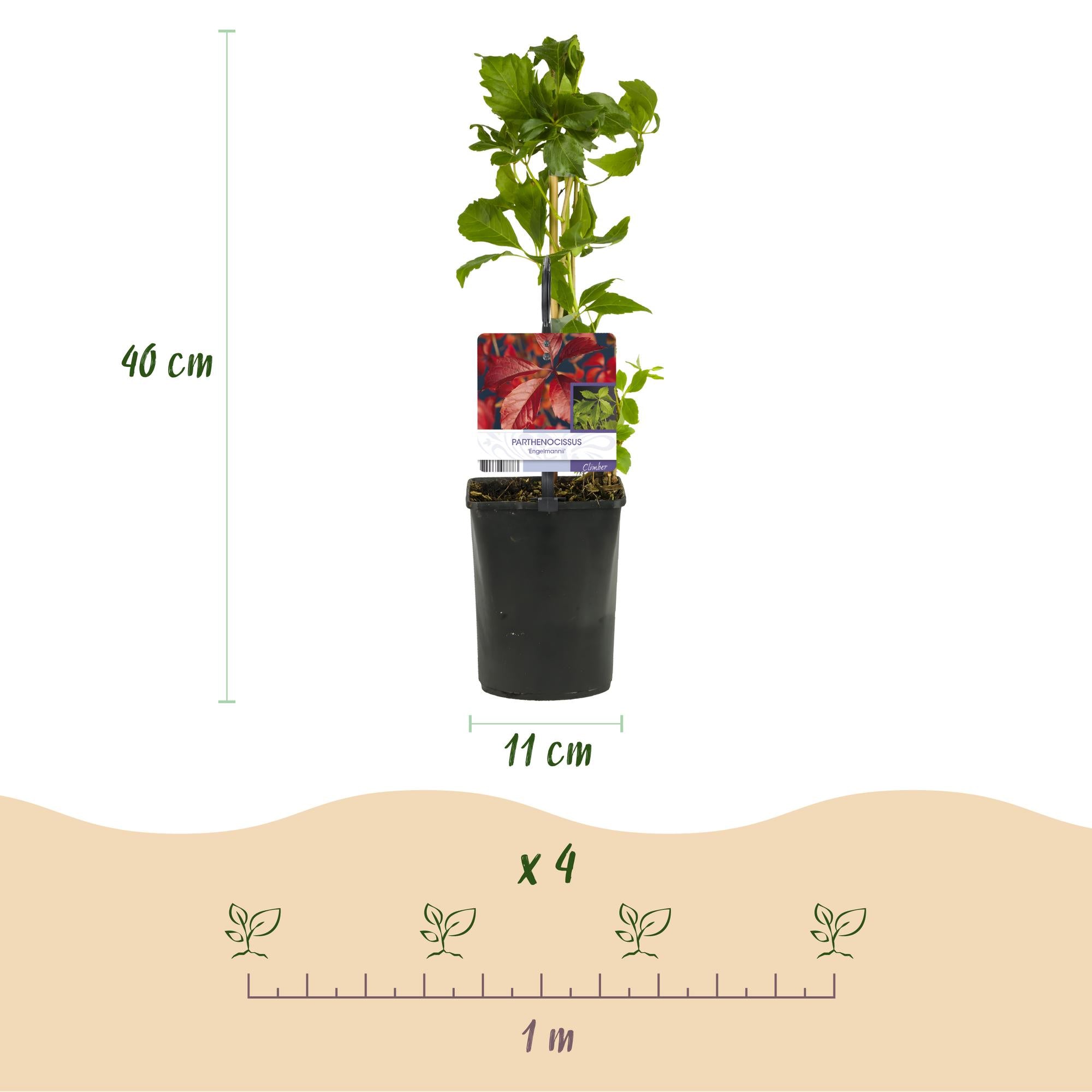 Green boutiQ – Wilde Weinrebe – Parthenocissus engelmannii – Blattgrün, später rot – Pflegeleicht – 2 Pflanzen – Topf: 11 cm, Höhe: 40 cm