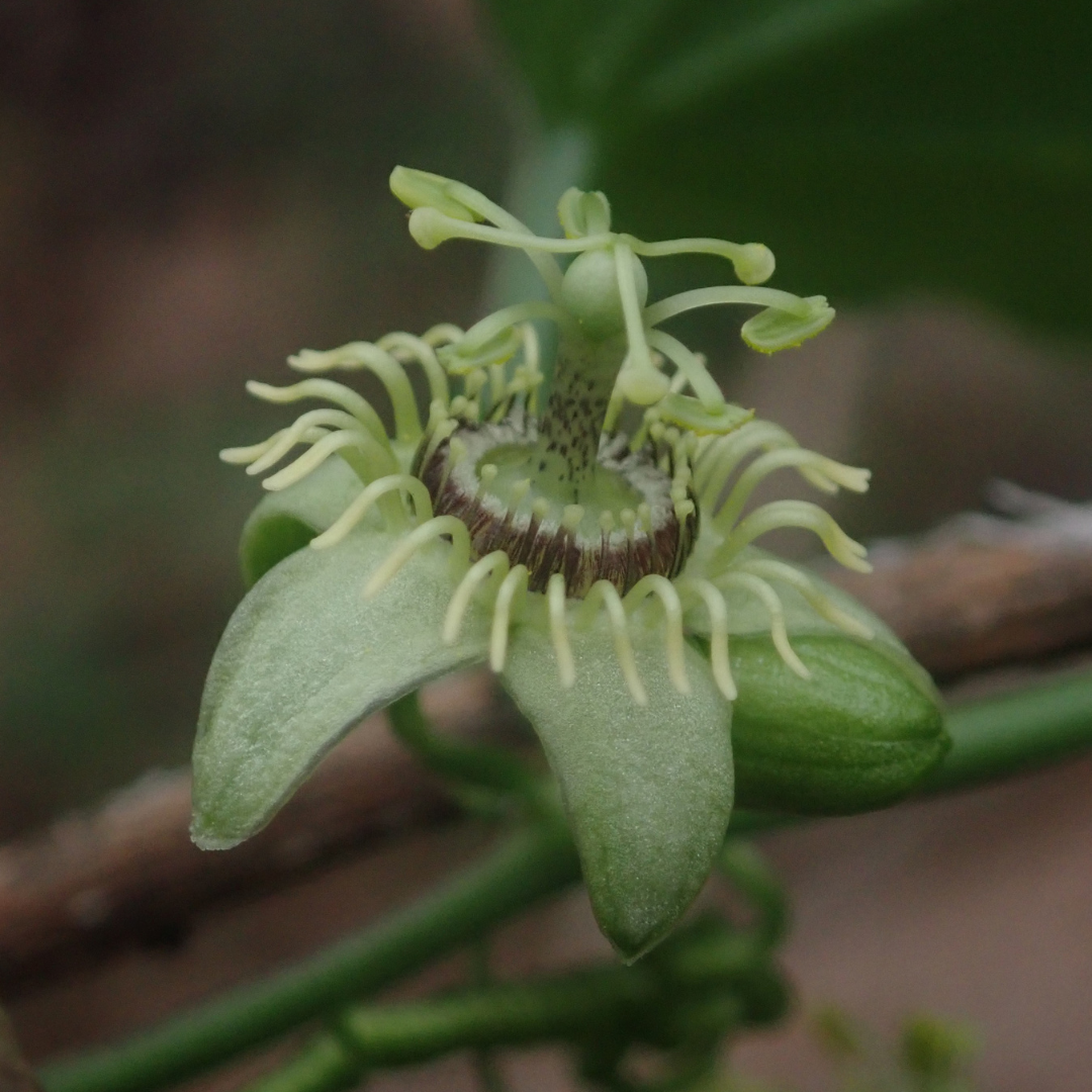 Passiflora caerulea ‘Constance Elliott’ – P9 pot – elegante wit bloeiende passiebloem 6x