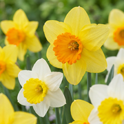 120x Narcissus stor skålformet mix - Blomsterløg - Storblomstret påskeliljemix - Gul og hvid - Forårsblomstrende - Løgstørrelse 12/14