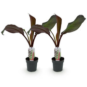 Green boutiQ – Obstpflanze – Bananenpflanze – Ensete ventricosum Maurelli – Winterhart – 2 Pflanzen – Topf 12 cm, Höhe 30 cm