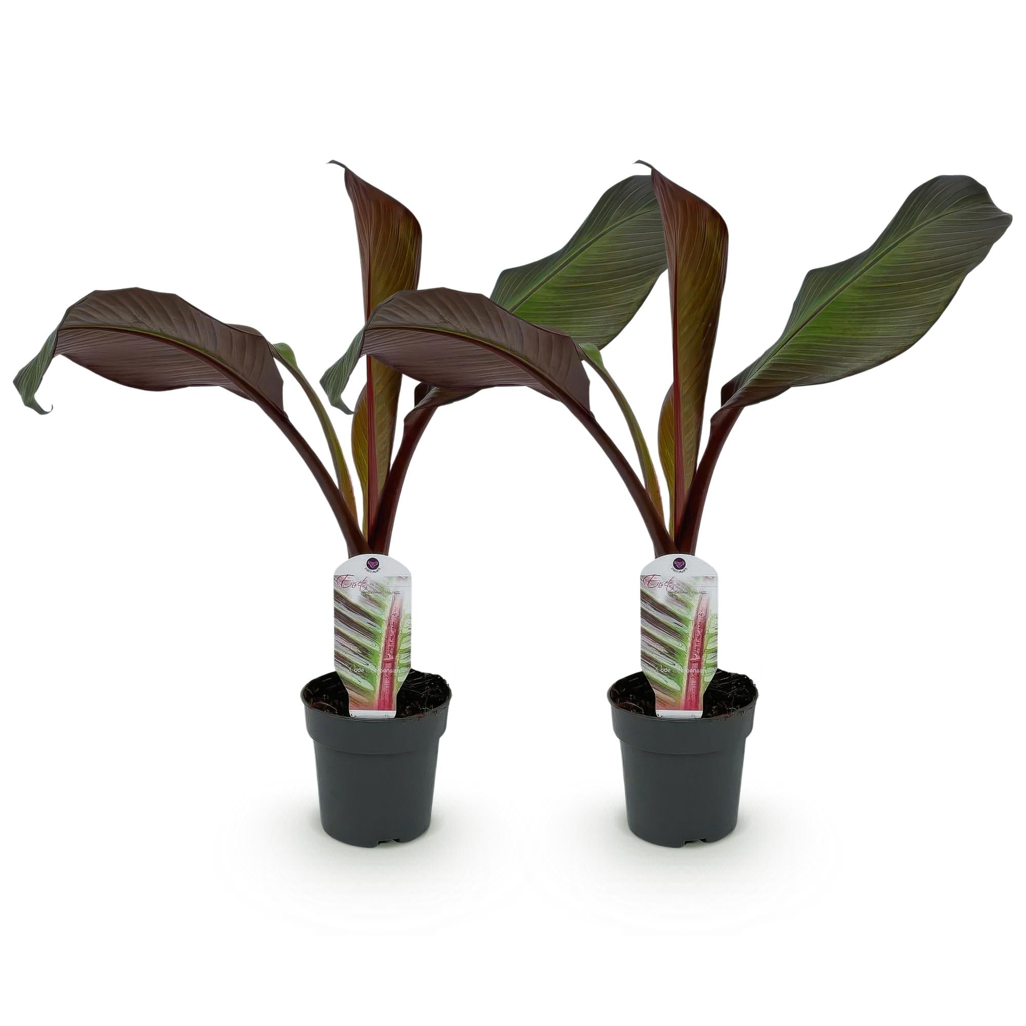 Green boutiQ – Obstpflanze – Bananenpflanze – Ensete ventricosum Maurelli – Winterhart – 2 Pflanzen – Topf 12 cm, Höhe 30 cm