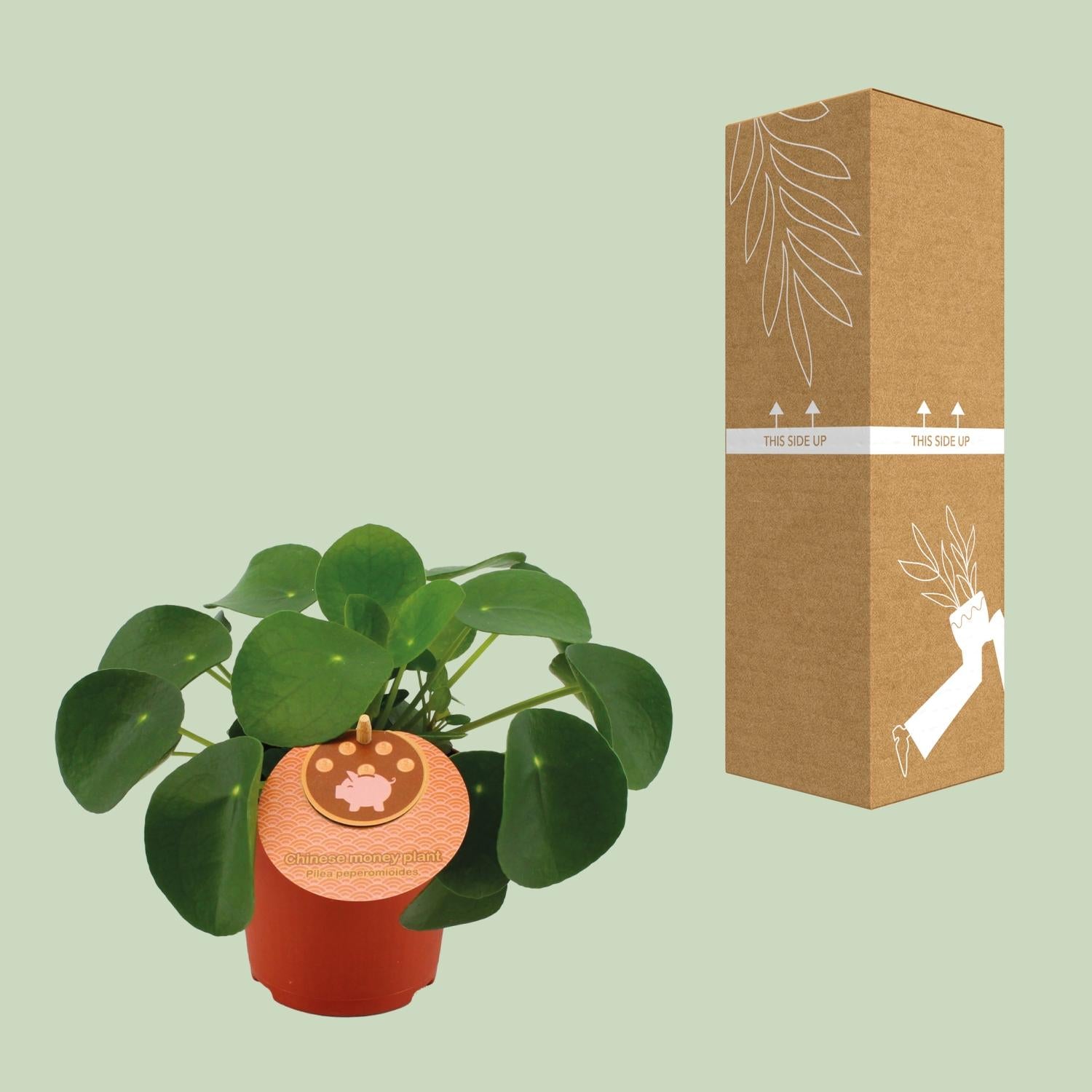 Pilea Peperomioides – Ø11cm – ↕15cm