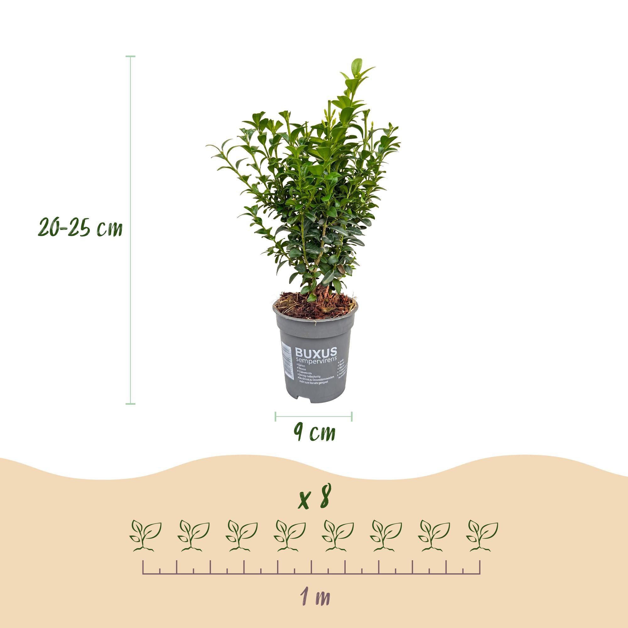 Buxus sempervirens - 24x - Haagplanten - Groenblijvend - Groen - Pot 9cm - Hoogte 20-25cm