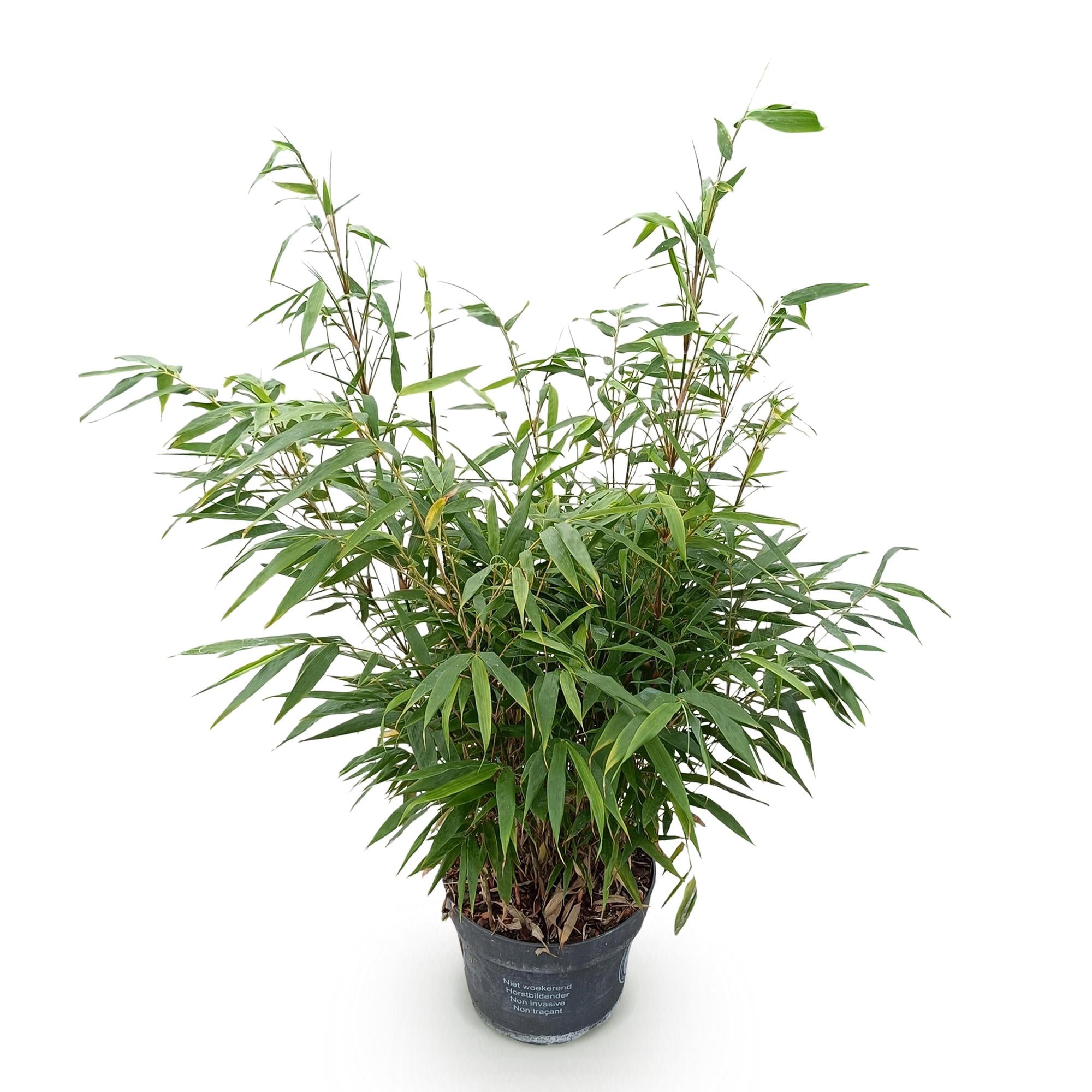 Fargesia robusta Pingwu - Niet Woekerende Bamboe - Bladhoudend - Groen - 1 Plant - Pot 23 cm - Hoogte 80 cm