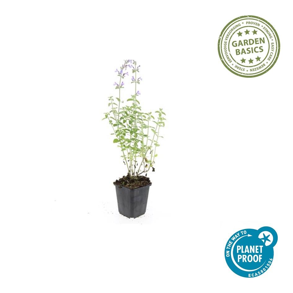 12x Nepeta 'Walker's Low' - ↕10-25cm - Ø9cm