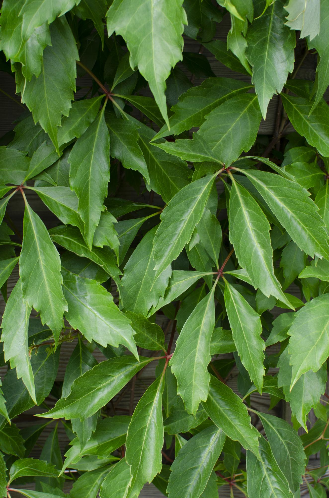Parthenocissus q. var. 'Engelmannii' - Ø15cm - ↕65cm