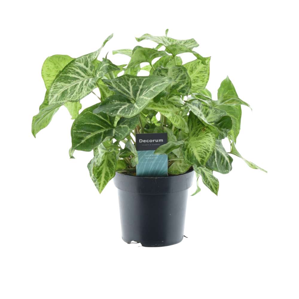 Syngonium Arrow Feel Vert - Ø14cm - ↕25cm