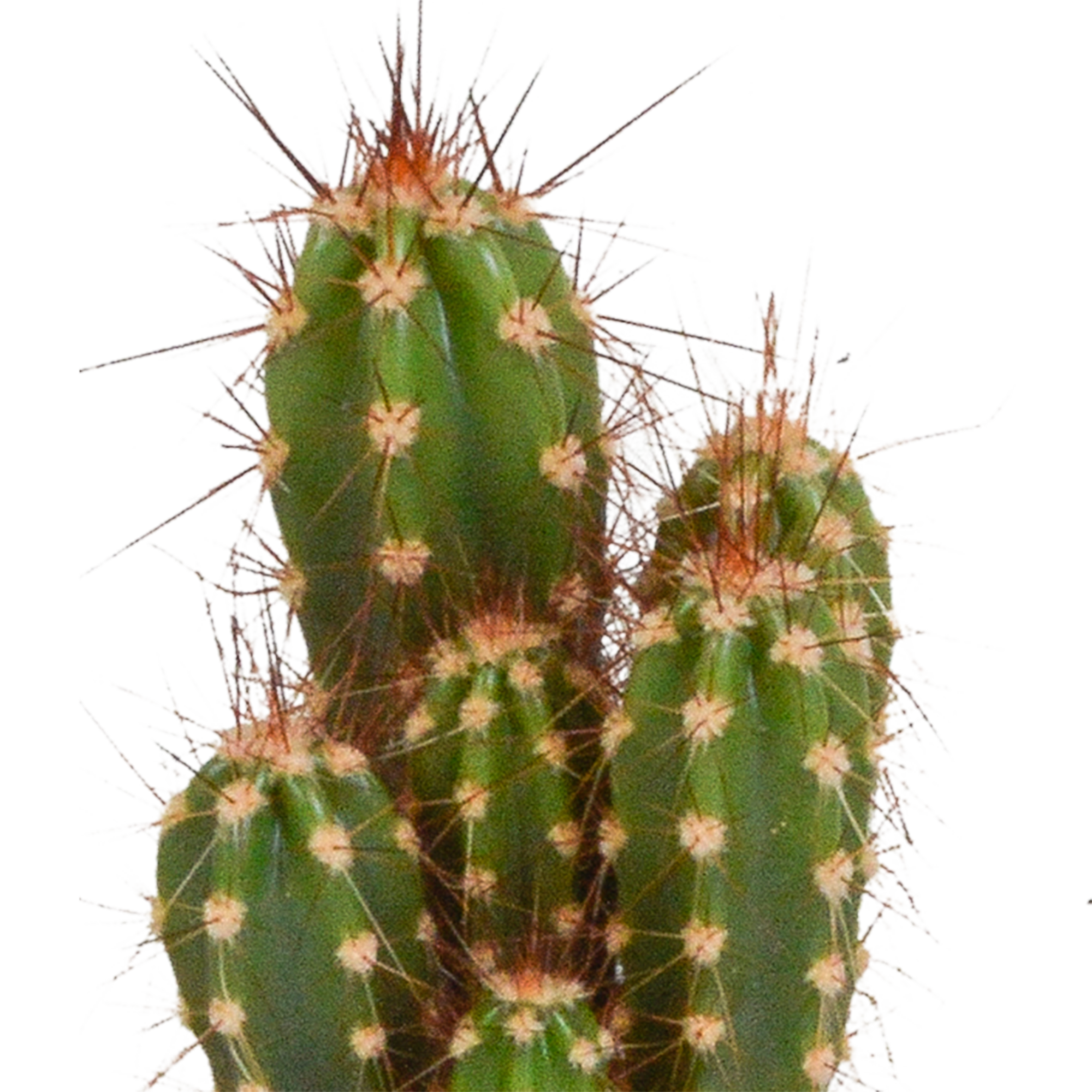 Mix di cactus 5,5 cm - 5x - senza vaso