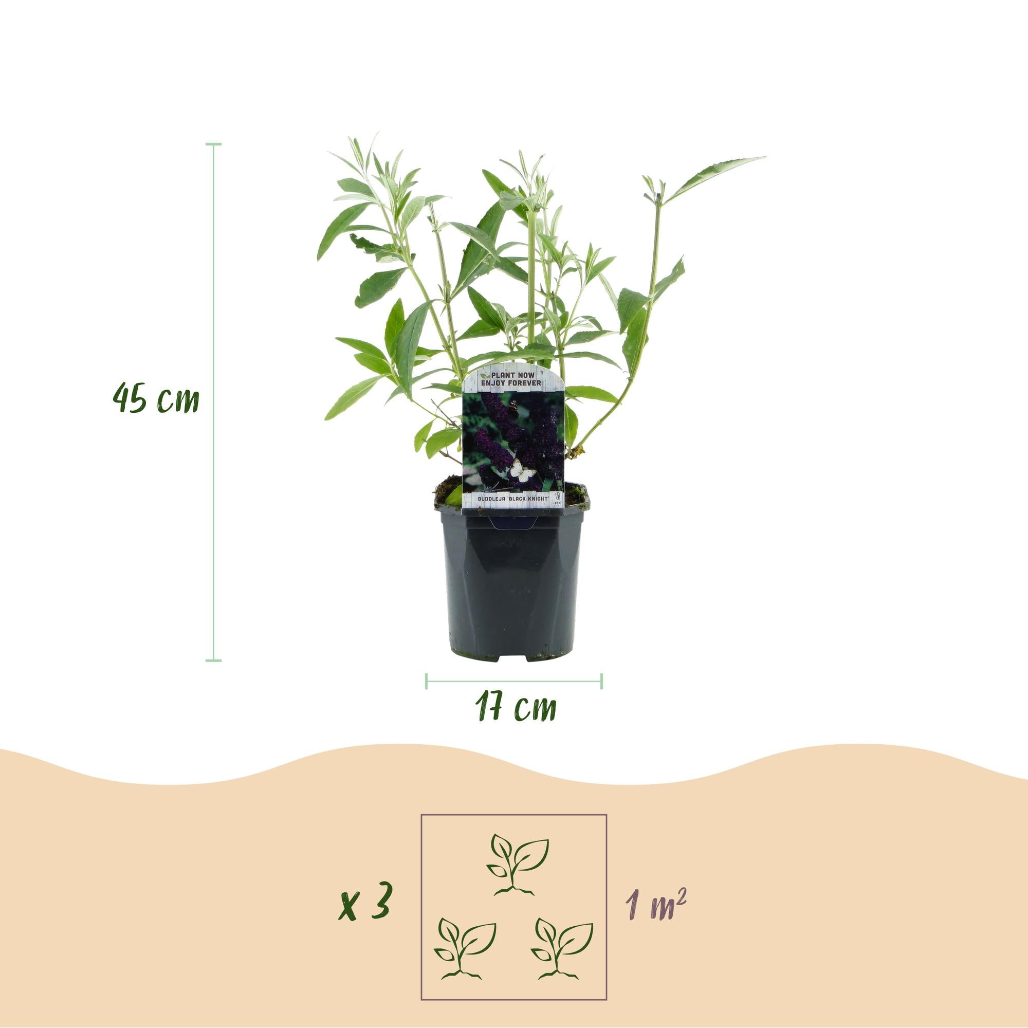 Buddleja davidii Black Night - Vlinderstruik - Winterhard - Paars - 3 Planten - Pot 17cm - Hoogte 45cm