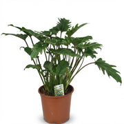 Philodendron Xanadu - Groen - Weinig onderhoud - 1 Plant - Pot 19cm - Hoogte 60cm