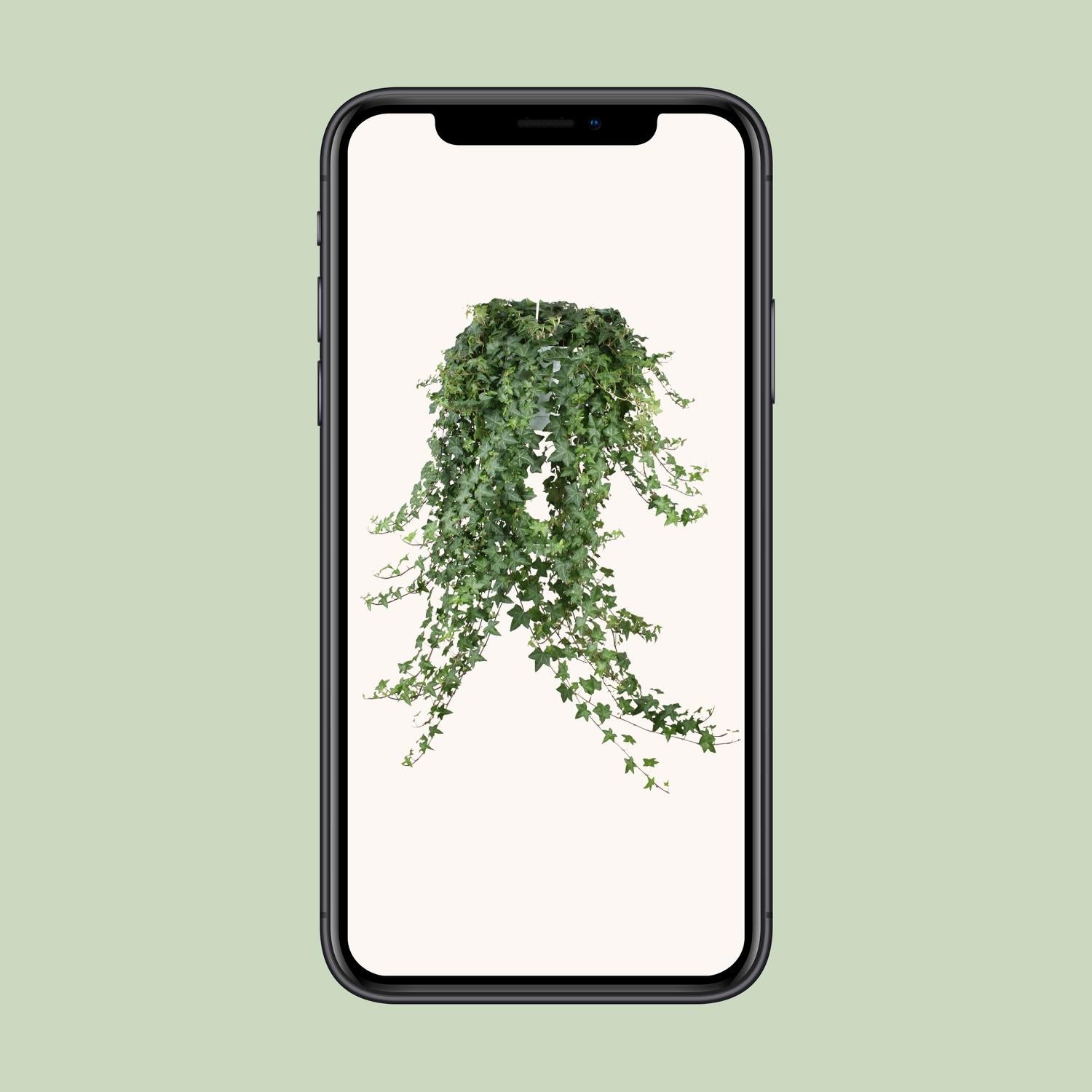 Hedera Helix Pitsburg - Hang/XXL - Ø24cm - ↕cm