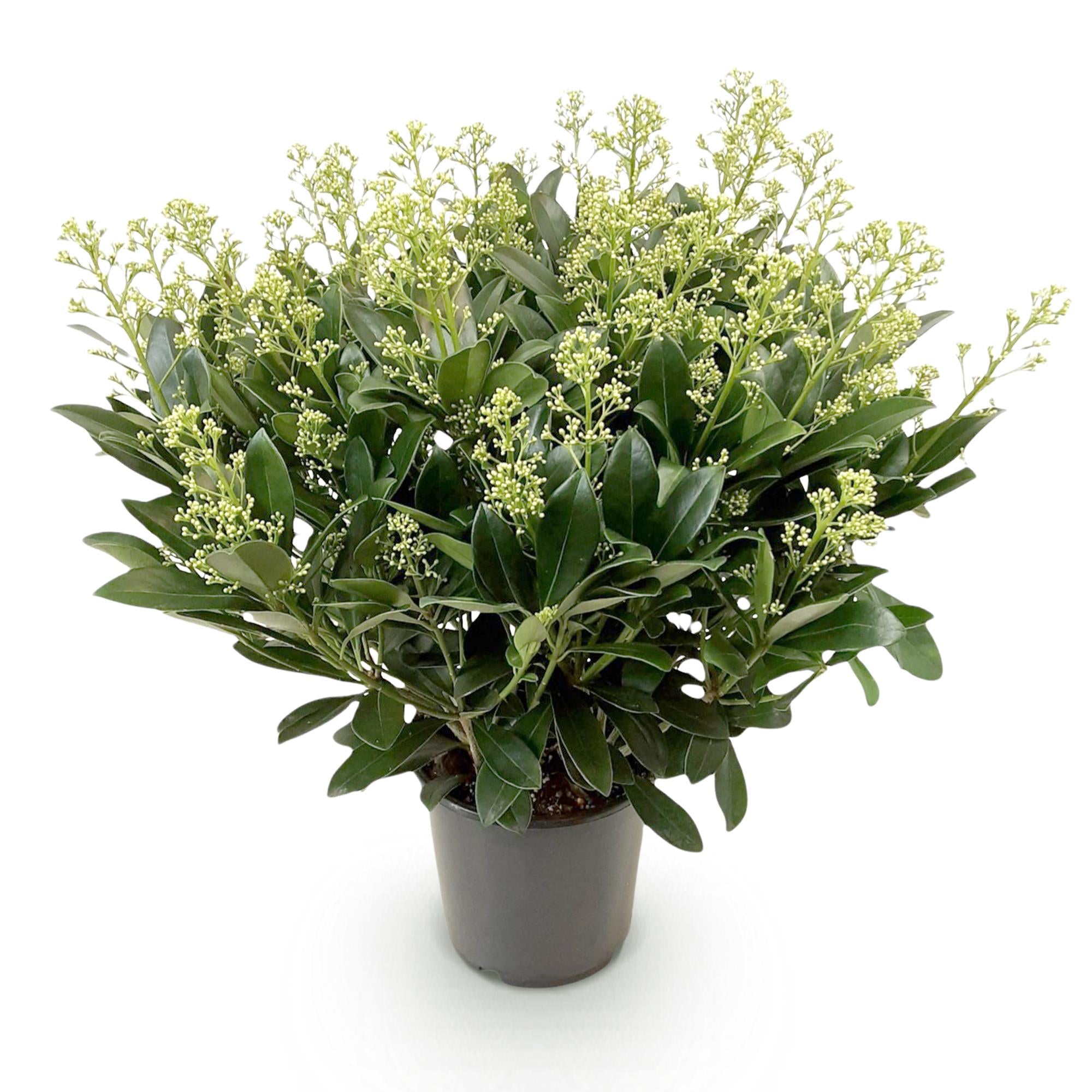 Skimmia japonica Finchy - Bloem Wit - 40+ Bloemen - 1 Plant - Winterhard - Pot 19cm Hoogte 60cm