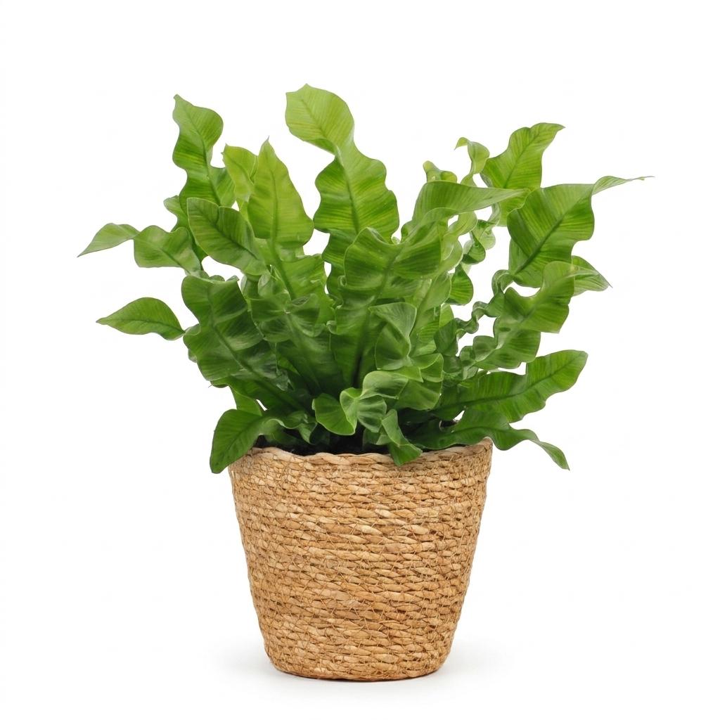 Asplenium Crispy Wave - Asplenium Crispy Wave - 1 Plant - met Mand - Pot 12cm - Hoogte - 30cm