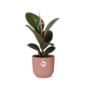 Ficus Elastica ‘Robusta’ in ELHO Vibes Fold 14cm roze