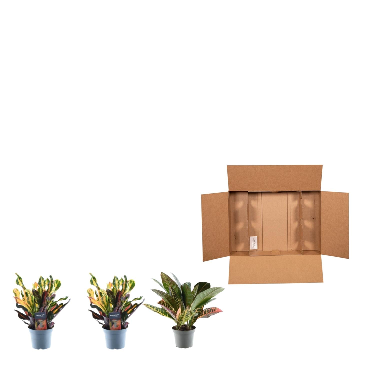 3x Croton Codiaeum Mix - 30 cm - ø12