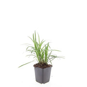 48x Liriope muscari 'Monroe White' - ↕10-25cm - Ø9cm